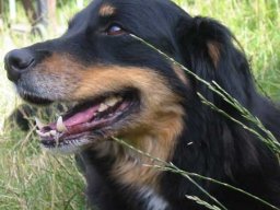 Hunde