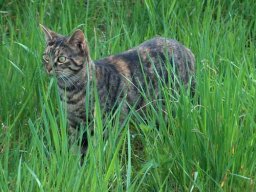 Katzen