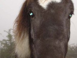 Pferde